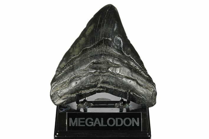 4.80" Fossil Megalodon Tooth - South Carolina